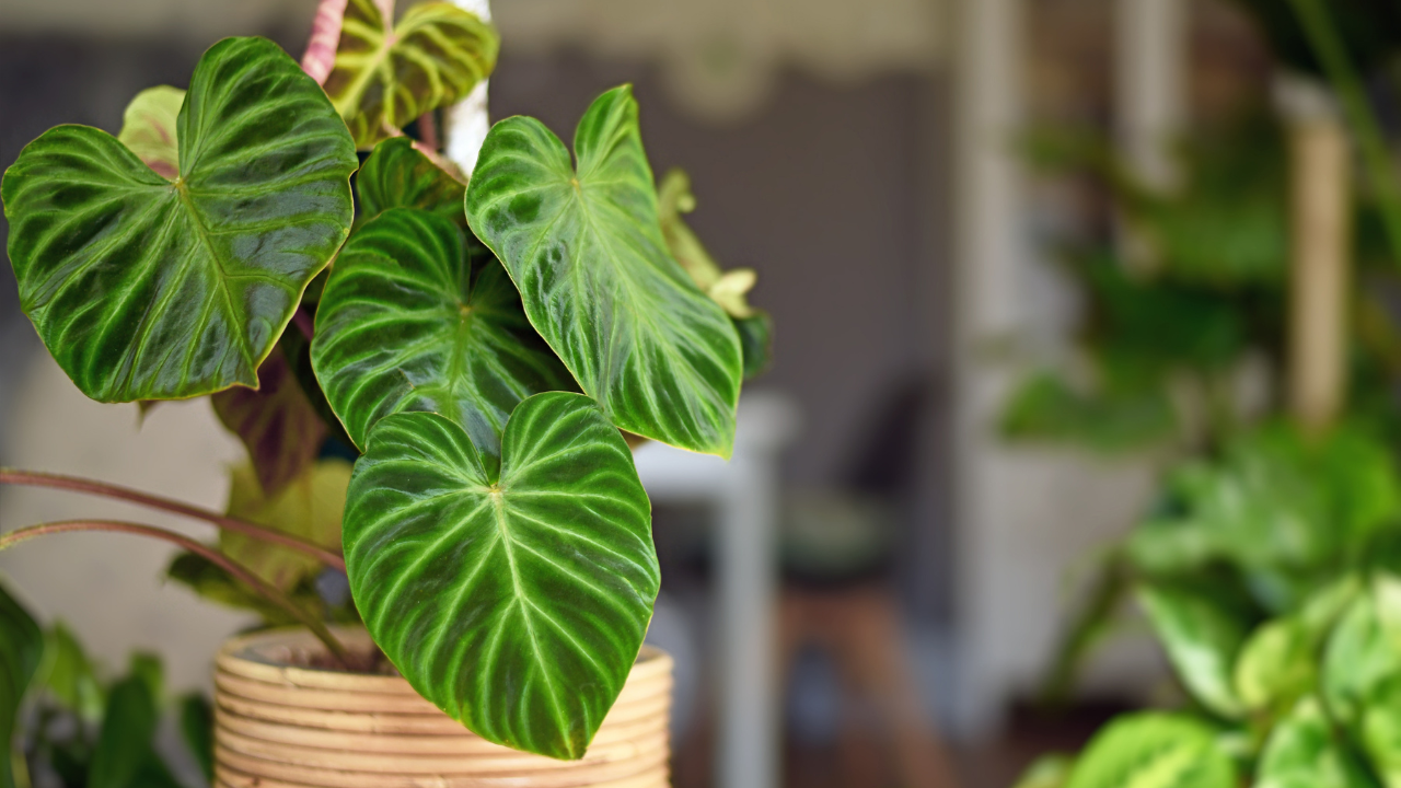 Houseplants for Air Purification: The Key to the Healthier Home