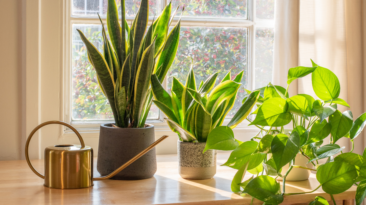 Houseplants for Air Purification