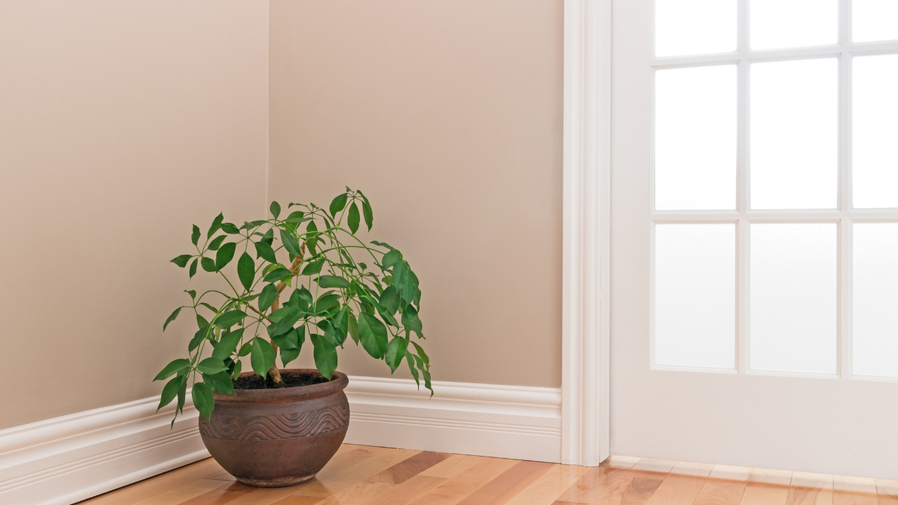 Houseplants for Air Purification