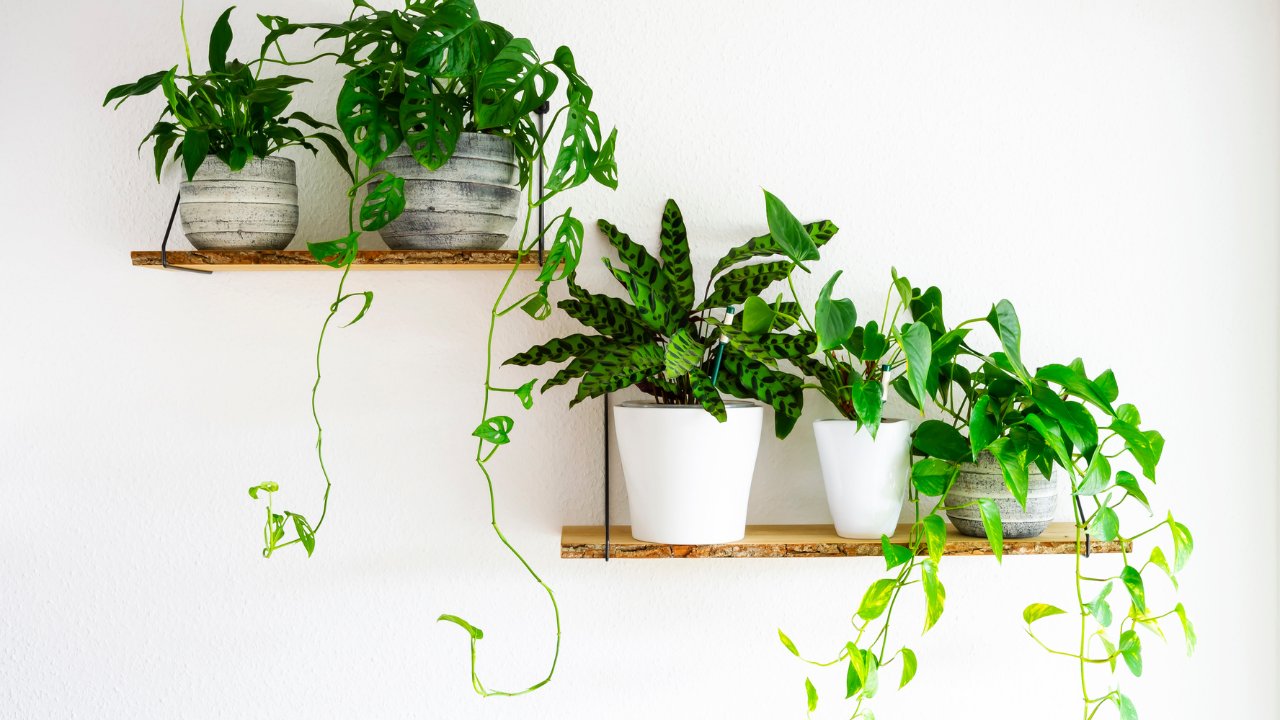 Houseplants for Air Purification