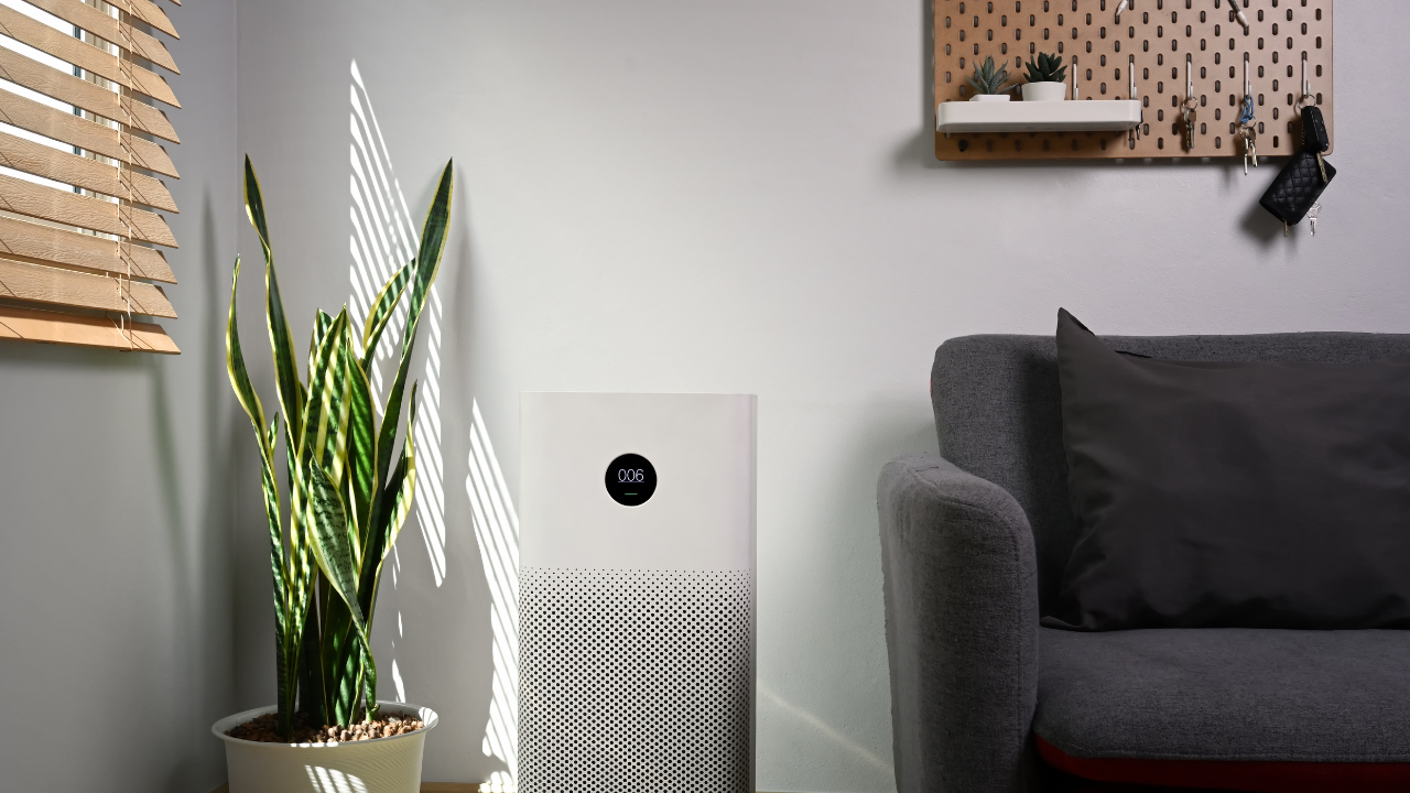 Houseplants for Air Purification